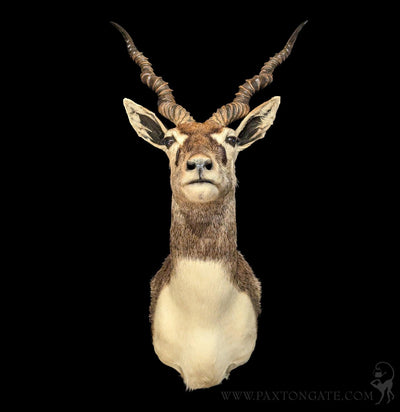 India Blackbuck Taxidermy Shoulder Mount-Taxidermy-The Taxidermy Store-PaxtonGate