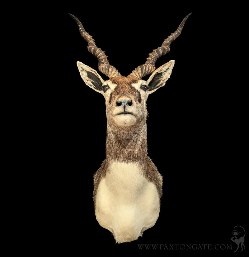 India Blackbuck Taxidermy Shoulder Mount-Taxidermy-The Taxidermy Store-PaxtonGate