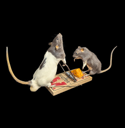 Trap Raiders Rat Pair Taxidermy-Taxidermy-Geoffrey Vassallo-PaxtonGate