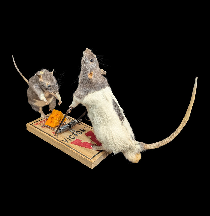 Trap Raiders Rat Pair Taxidermy-Taxidermy-Geoffrey Vassallo-PaxtonGate