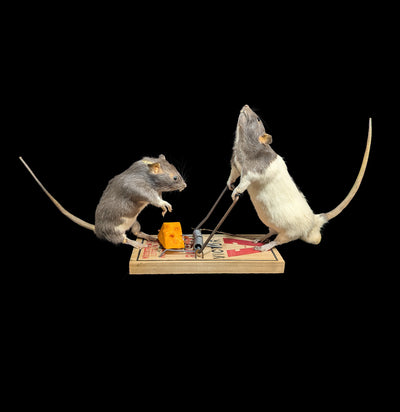 Trap Raiders Rat Pair Taxidermy-Taxidermy-Geoffrey Vassallo-PaxtonGate