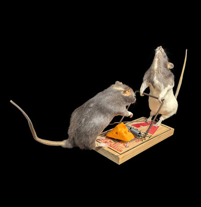 Trap Raiders Rat Pair Taxidermy-Taxidermy-Geoffrey Vassallo-PaxtonGate