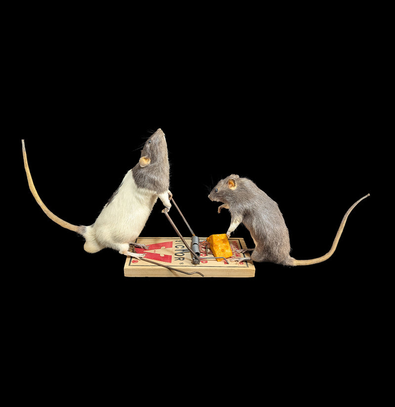 Trap Raiders Rat Pair Taxidermy-Taxidermy-Geoffrey Vassallo-PaxtonGate