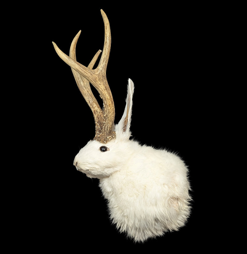 White Jackalope Taxidermy Head Mount-Taxidermy-Geoffrey Vassallo-PaxtonGate