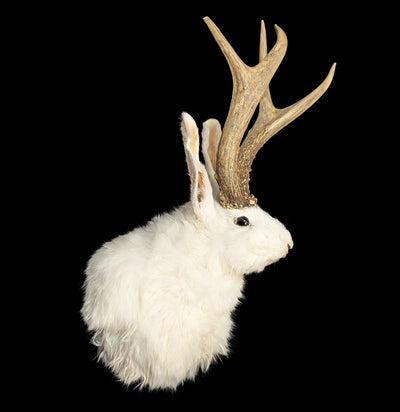 White Jackalope Taxidermy Head Mount-Taxidermy-Geoffrey Vassallo-PaxtonGate