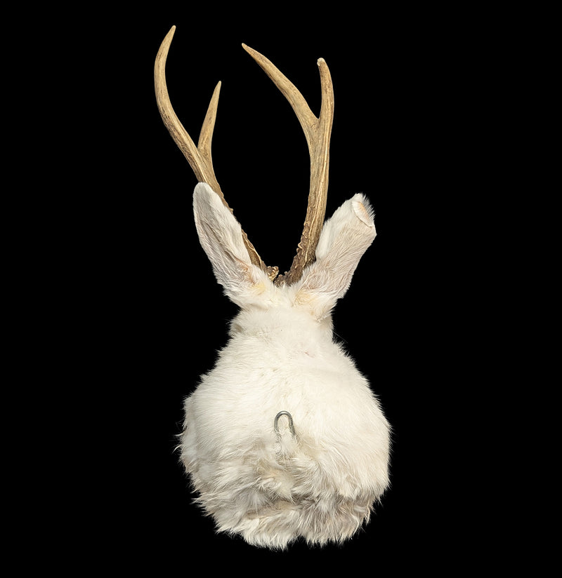 White Jackalope Taxidermy Head Mount-Taxidermy-Geoffrey Vassallo-PaxtonGate