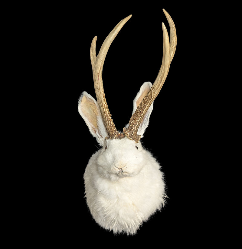White Jackalope Taxidermy Head Mount-Taxidermy-Geoffrey Vassallo-PaxtonGate
