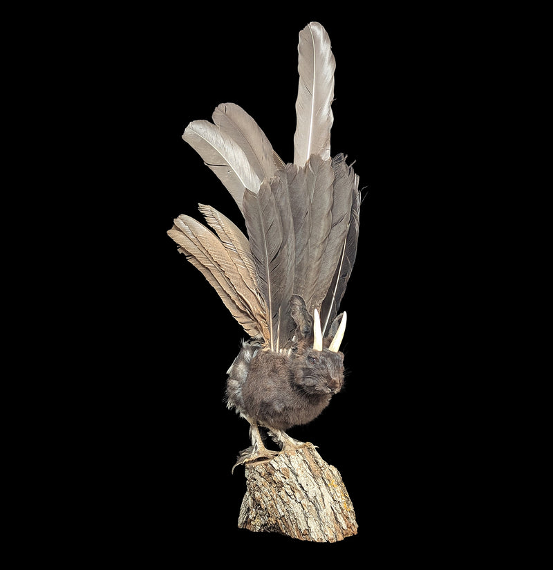 Wolpertinger Taxidermy Mount-Taxidermy-Geoffrey Vassallo-PaxtonGate