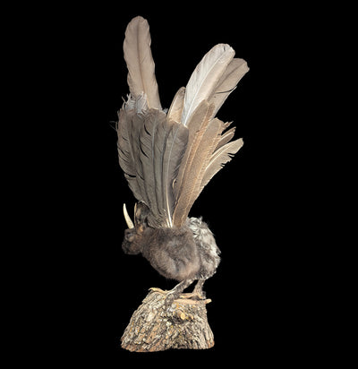 Wolpertinger Taxidermy Mount-Taxidermy-Geoffrey Vassallo-PaxtonGate