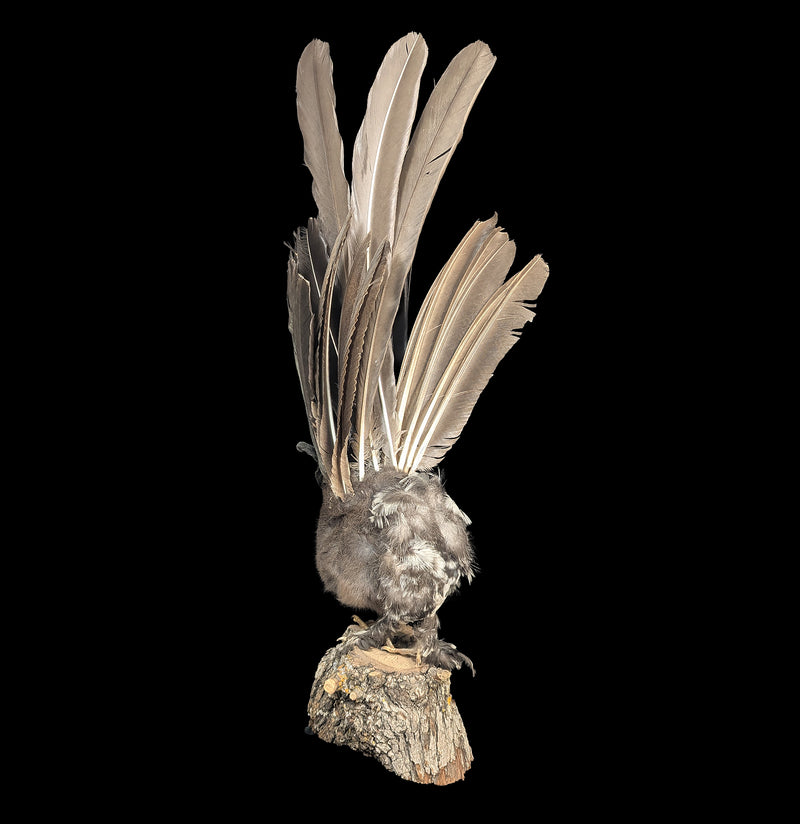 Wolpertinger Taxidermy Mount-Taxidermy-Geoffrey Vassallo-PaxtonGate