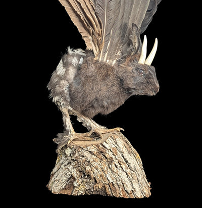 Wolpertinger Taxidermy Mount-Taxidermy-Geoffrey Vassallo-PaxtonGate