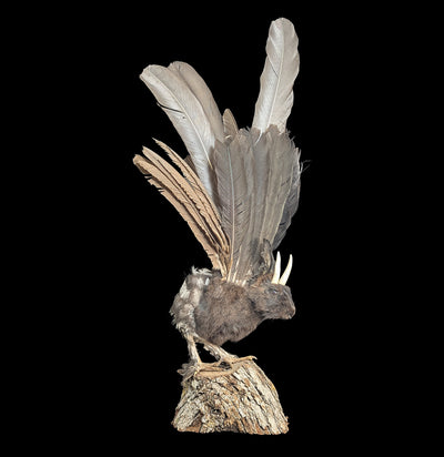 Wolpertinger Taxidermy Mount-Taxidermy-Geoffrey Vassallo-PaxtonGate