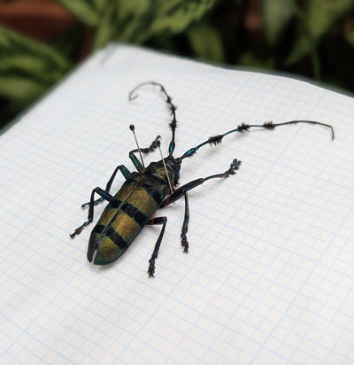 Insect Spreading Class: Tonkin's Long-Horn Beetle-Workshop-Paxton Gate-PaxtonGate