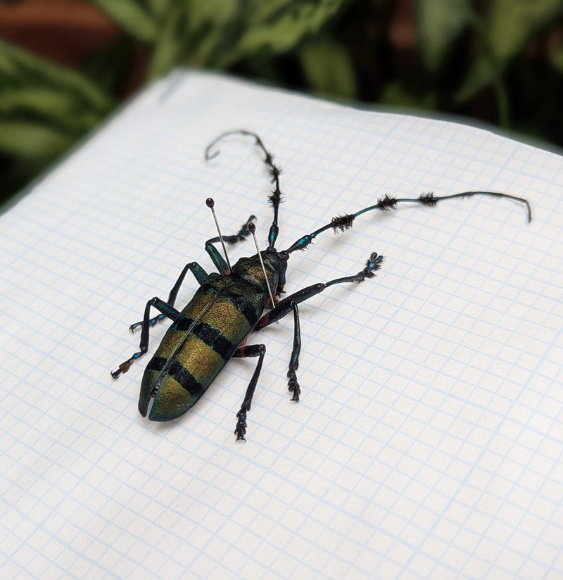 Insect Spreading Class: Tonkin&