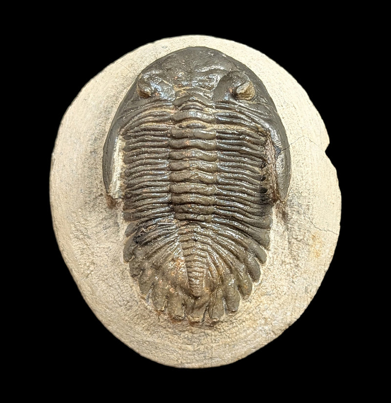Hollardops Trilobite Fossil in Matrix Specimen H-Fossils-Sahara Overland-PaxtonGate