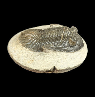 Hollardops Trilobite Fossil in Matrix Specimen H-Fossils-Sahara Overland-PaxtonGate