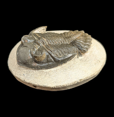 Hollardops Trilobite Fossil in Matrix Specimen H-Fossils-Sahara Overland-PaxtonGate