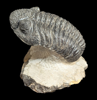 Trilobite Drotops Megalomanicus Fossil In Matrix-Fossils-Sahara Overland-PaxtonGate
