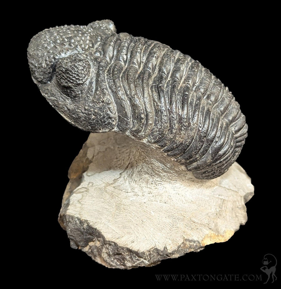 Fossils & Prehistoric Specimens | Paxton Gate