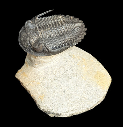 Trilobite Hollardops In Matrix-Fossils-Sahara Overland-PaxtonGate