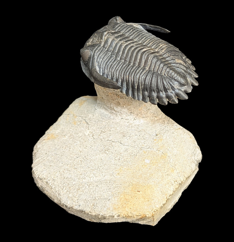 Trilobite Hollardops In Matrix-Fossils-Sahara Overland-PaxtonGate