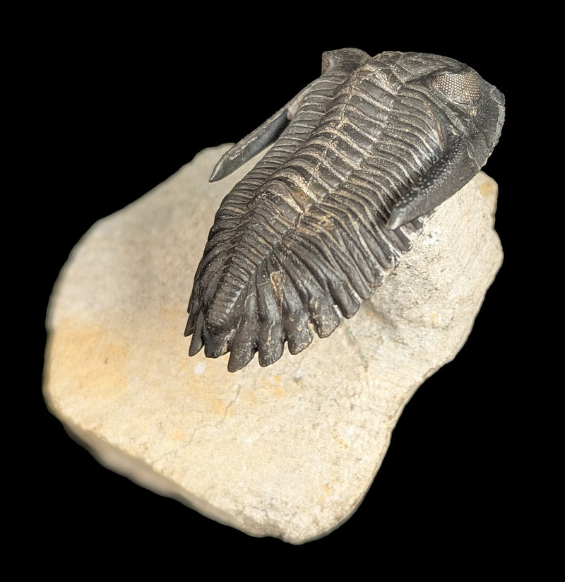 Trilobite Hollardops In Matrix-Fossils-Sahara Overland-PaxtonGate