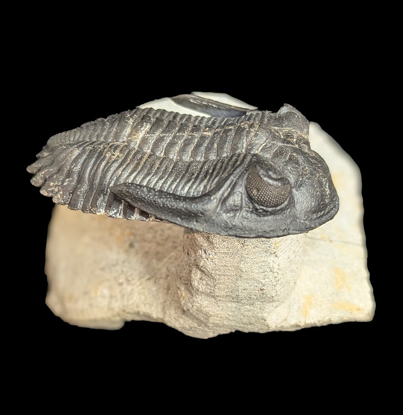 Trilobite Hollardops In Matrix-Fossils-Sahara Overland-PaxtonGate