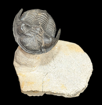 Trilobite Hollardops In Matrix-Fossils-Sahara Overland-PaxtonGate