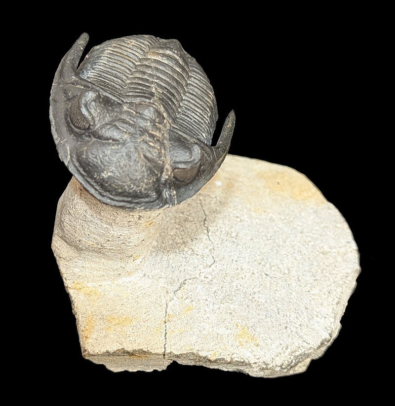 Trilobite Hollardops In Matrix-Fossils-Sahara Overland-PaxtonGate