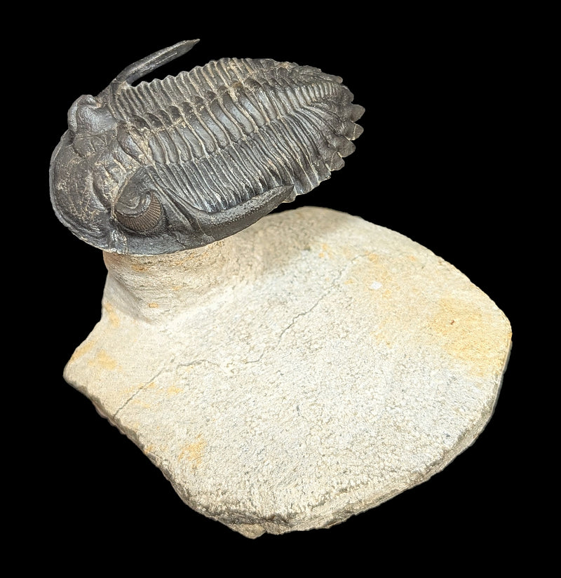 Trilobite Hollardops In Matrix-Fossils-Sahara Overland-PaxtonGate
