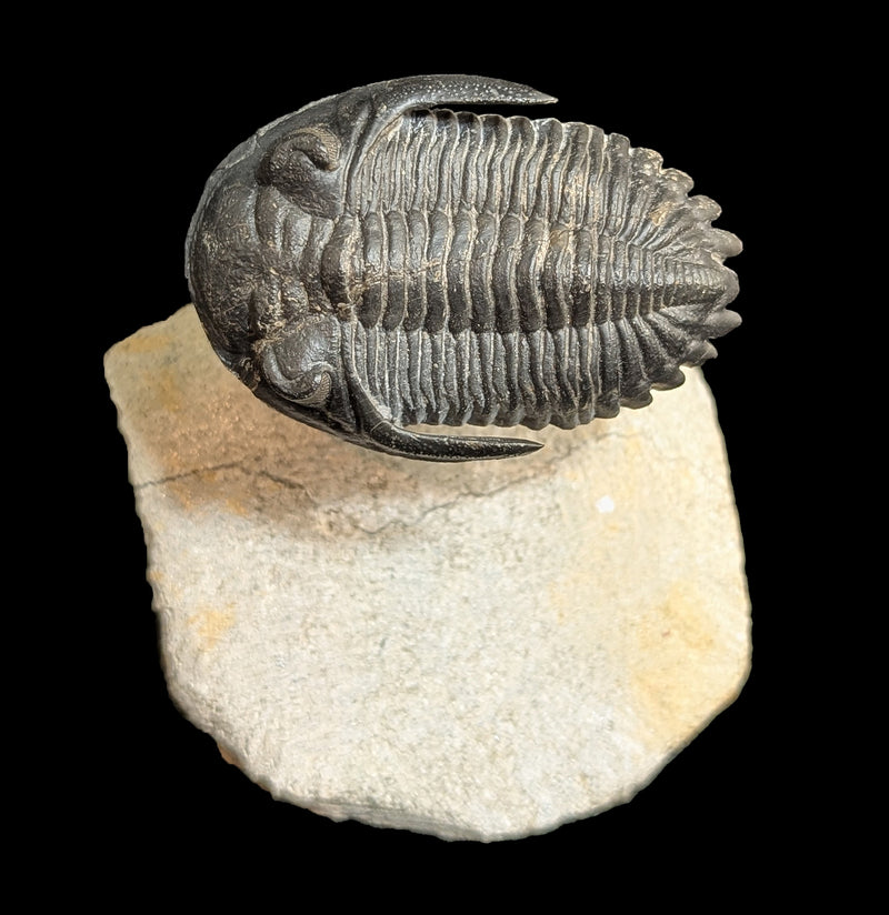 Trilobite Hollardops In Matrix-Fossils-Sahara Overland-PaxtonGate