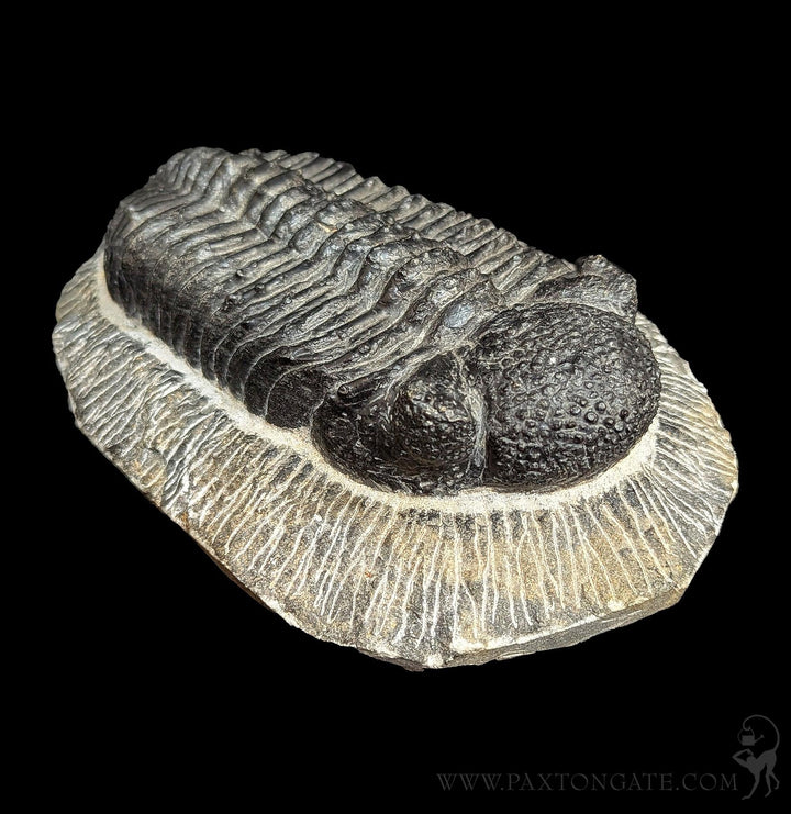 Paxton_Gate_trilobite_large3_7