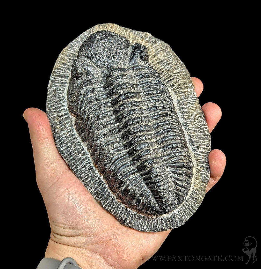 標本 Mexico Gymnetis s.p 23mm Paxton_Gate_trilobite_large5_1