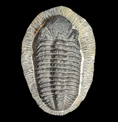 Trilobite Drotops Megalomaicus Fossil-Fossils-Moussa-PaxtonGate