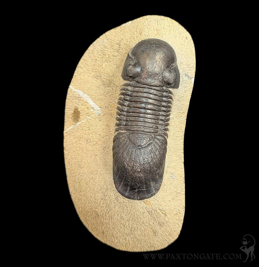 Fossils & Prehistoric Specimens | Paxton Gate