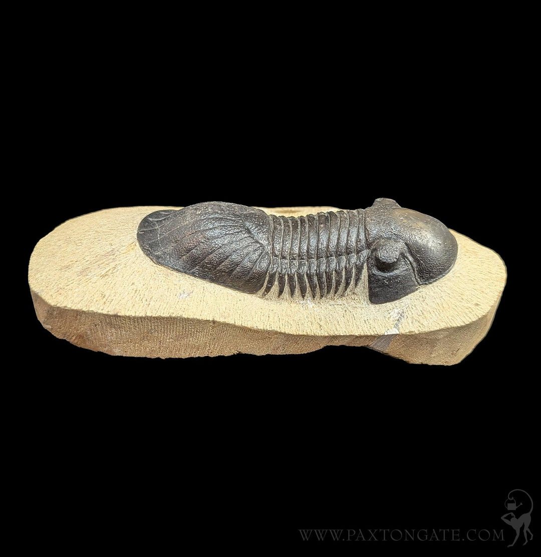 Paxton_Gate_trilobite_long6_10