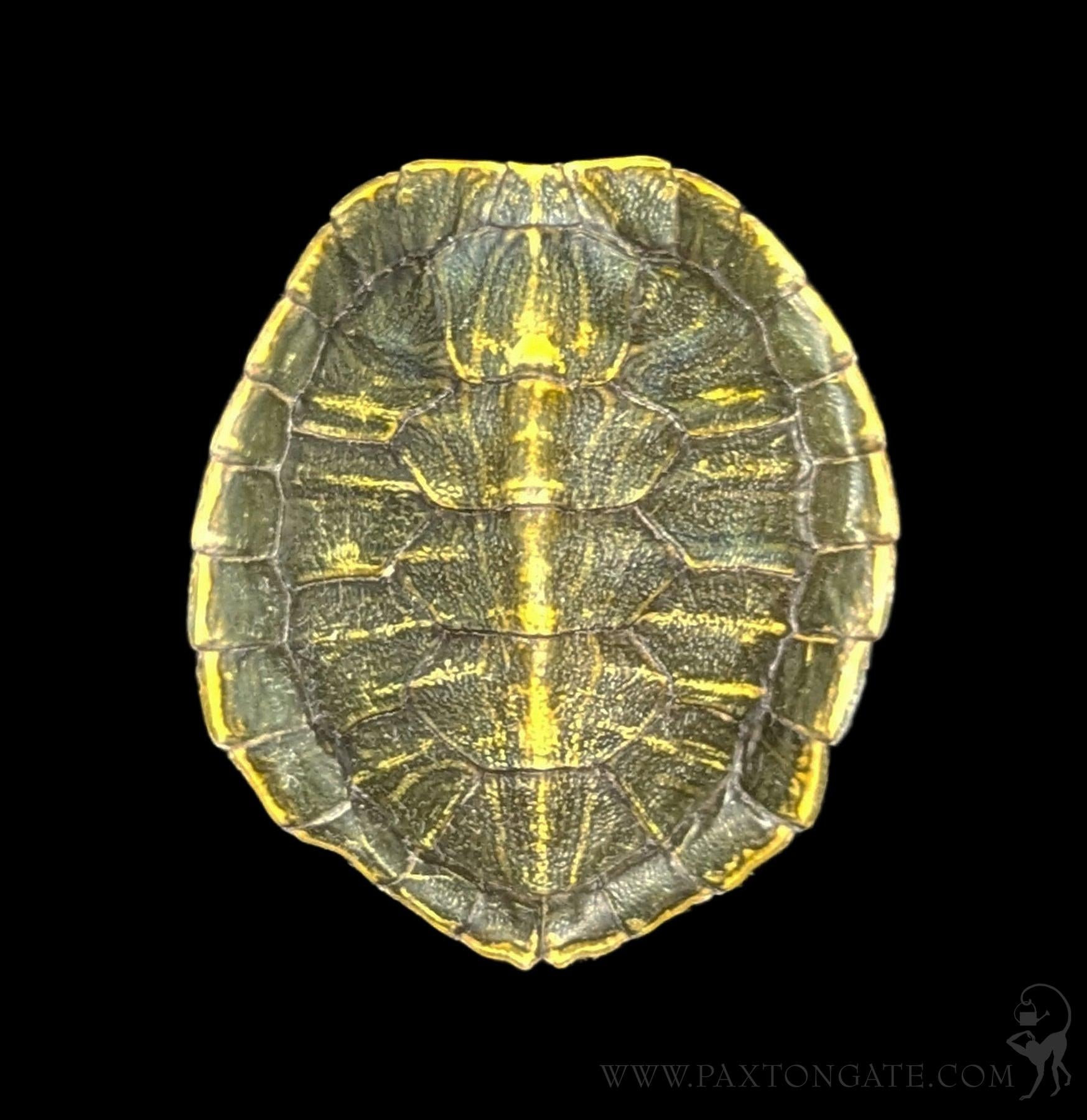 Slider Turtle Shell Small Red-Eared Slider Turtle Shell – Paxton Gate