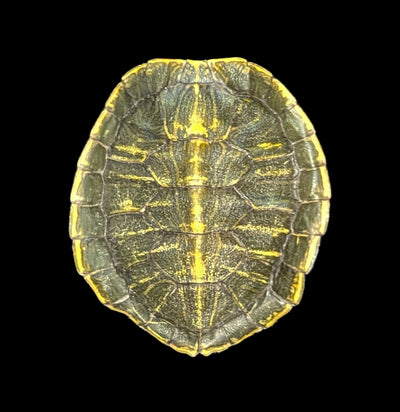 Red Eared Slider Turtle Shell-Skulls & Bones-Chichester, Inc.-PaxtonGate