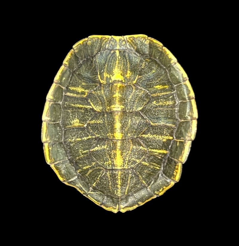 Red Eared Slider Turtle Shell-Skulls & Bones-Chichester, Inc.-PaxtonGate