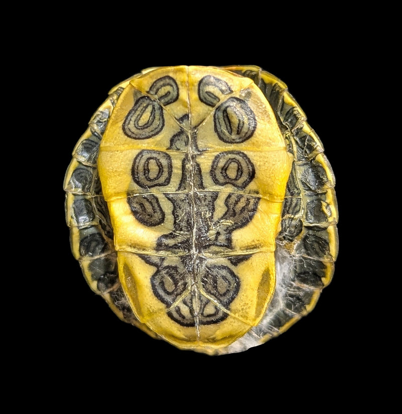 Red Eared Slider Turtle Shell-Skulls & Bones-Chichester, Inc.-PaxtonGate