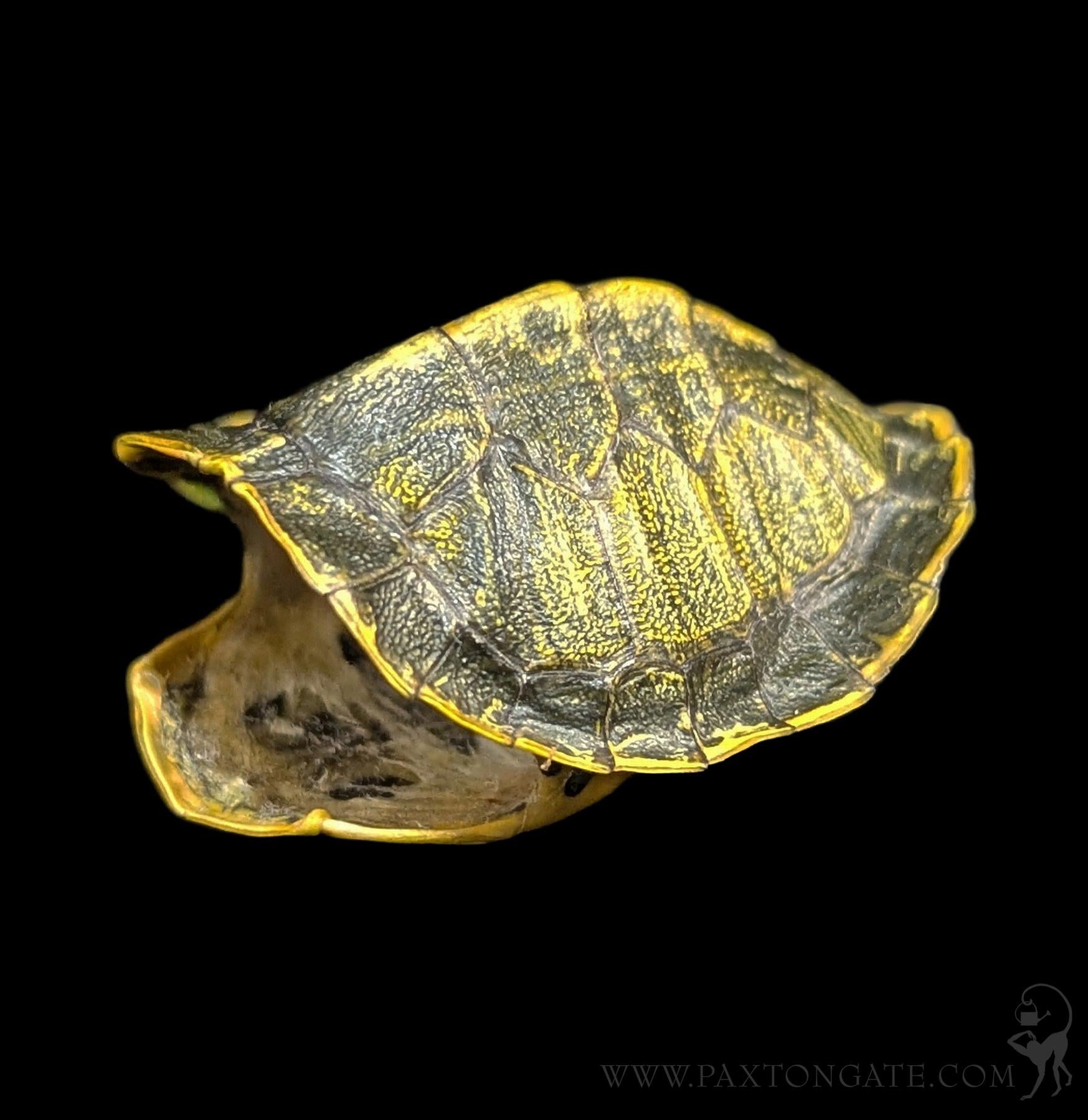 Slider Turtle Shell Small Red-Eared Slider Turtle Shell – Paxton Gate