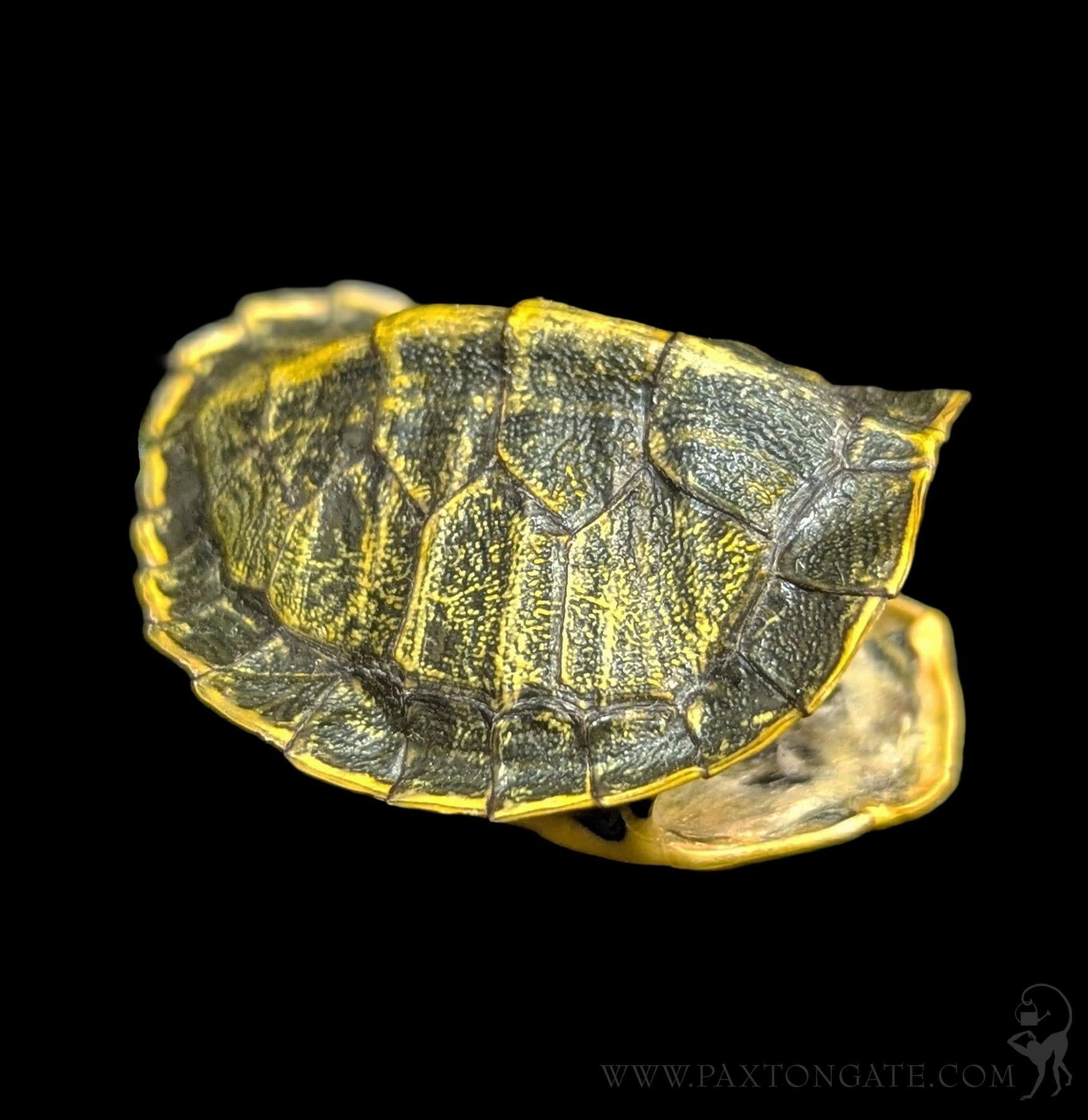 Slider Turtle Shell Small Red-Eared Slider Turtle Shell – Paxton Gate