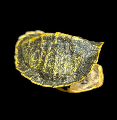 Red Eared Slider Turtle Shell-Skulls & Bones-Chichester, Inc.-PaxtonGate