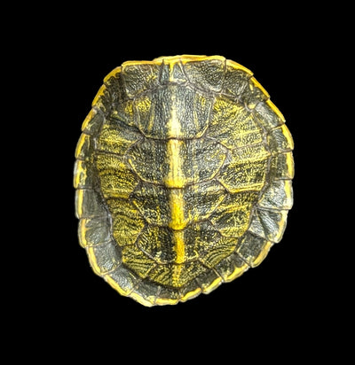 Red Eared Slider Turtle Shell-Skulls & Bones-Chichester, Inc.-PaxtonGate