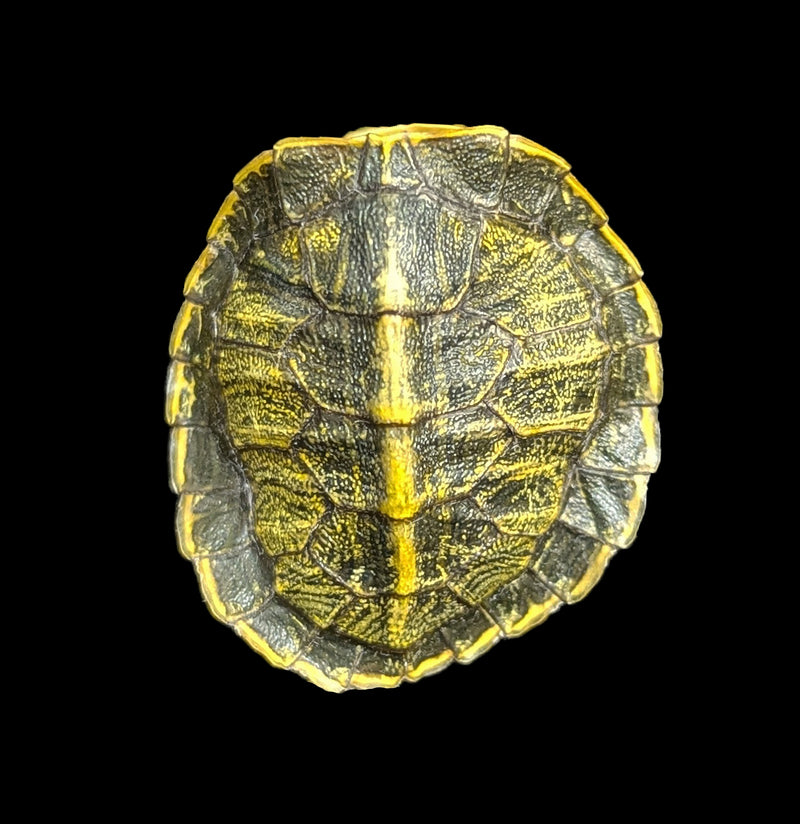 Red Eared Slider Turtle Shell-Skulls & Bones-Chichester, Inc.-PaxtonGate