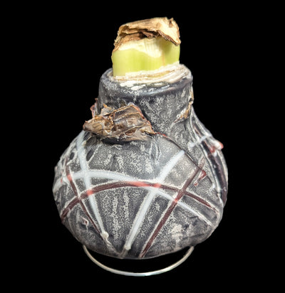 Waxed Amaryllis Bulb-Plants-DeVroomen Bulb Co.-PaxtonGate