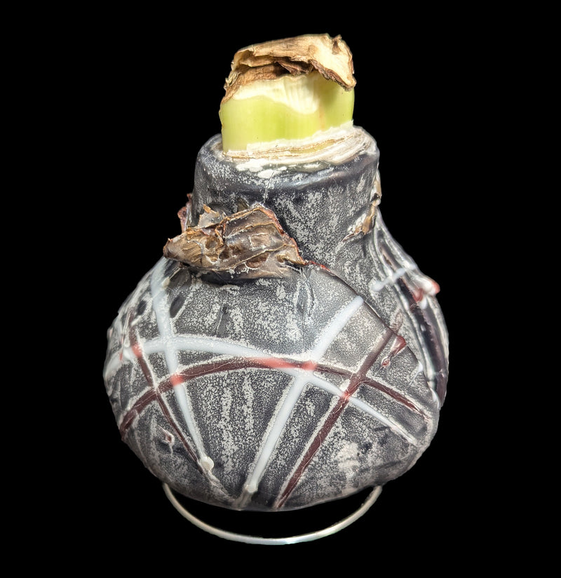 Waxed Amaryllis Bulb-Plants-DeVroomen Bulb Co.-PaxtonGate