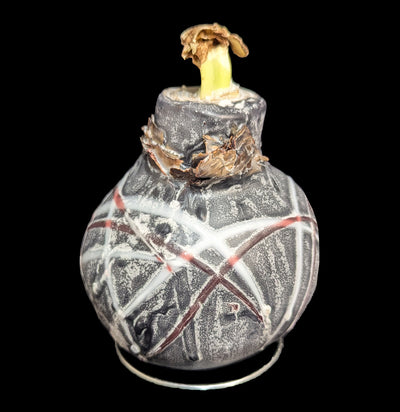 Waxed Amaryllis Bulb-Plants-DeVroomen Bulb Co.-PaxtonGate