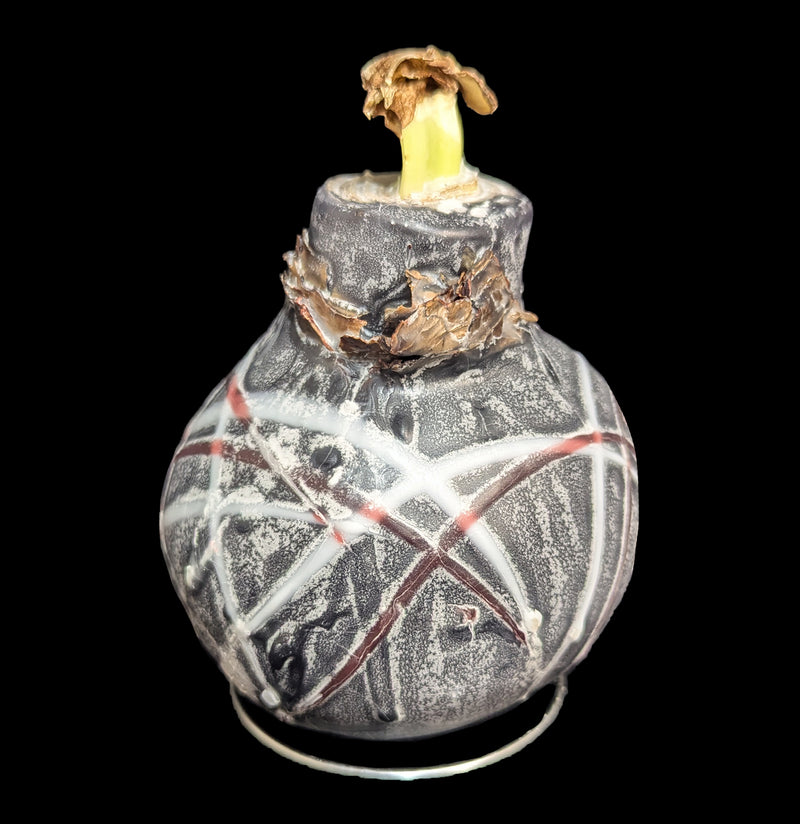 Waxed Amaryllis Bulb-Plants-DeVroomen Bulb Co.-PaxtonGate