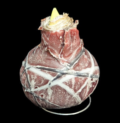 Waxed Amaryllis Bulb-Plants-DeVroomen Bulb Co.-PaxtonGate